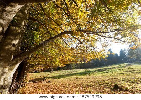 Trees In Autumn Season Background. Autumn Lansdscape