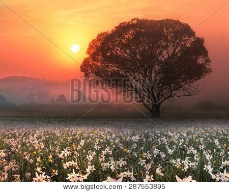 Narcissus Valley