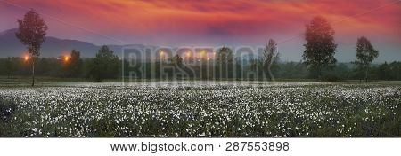 Narcissus Valley