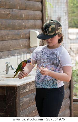 Kibutz Nir David, Israel, June 10, 2017 : Parrot Lori - Loriinae - Sits On The Arm Of The Girl And E