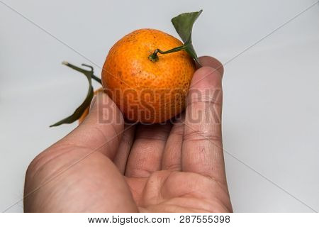 Hand With Tangerine And Mandarin Orange Isolated On White , Mandarin Orange Are Symbolic To  Fruits 