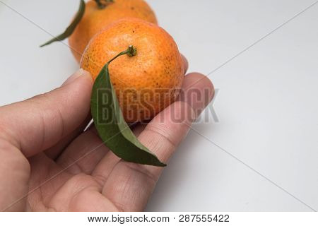 Hand With Tangerine And Mandarin Orange Isolated On White , Mandarin Orange Are Symbolic To  Fruits 