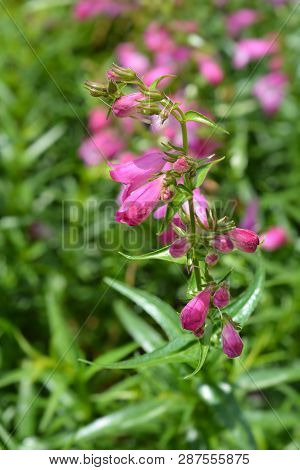 Red Rocks Beard Tongue - Latin Name - Penstemon X Mexicali Red Rocks