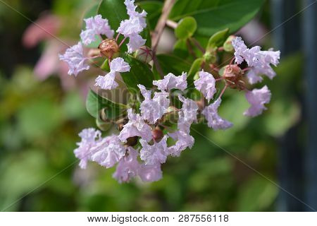 Crepe Myrtle With Love Babe - Latin Name - Lagerstroemia Indica With Love Babe