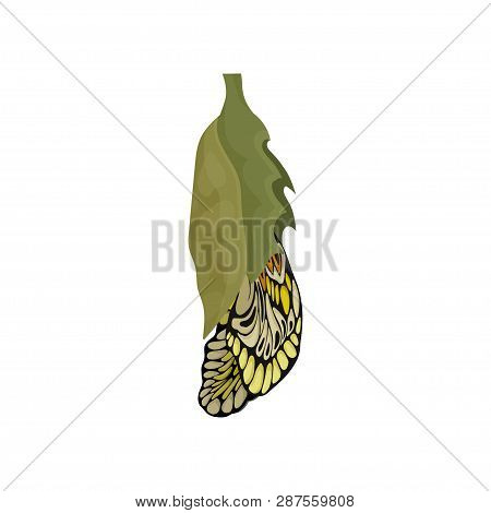 Process Of Butterfly Hatching From Chrysalis. Insect With Beautiful Pattern On Wings. Entomology The