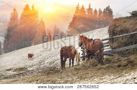 Pasture In A Blizzard. In March-april After A Winter In The Mountains Of Unstable Weather, And Repla