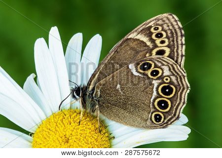 The Woodland Brown (lopinga Achine). Daytime Butterfly