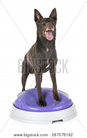 Australian Kelpie In Front Of White Background