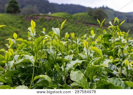 Tea Leaf At The Tea Platation In Cameron Highland, Malaysia