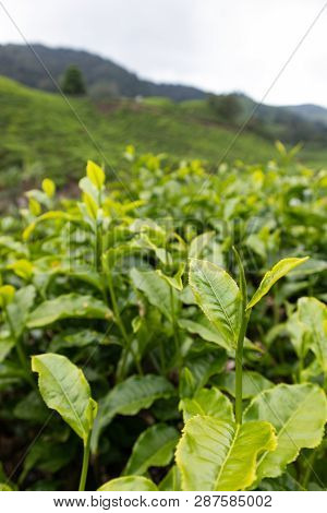 Tea Leaf At The Tea Platation In Cameron Highland, Malaysia