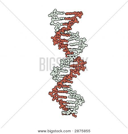 DNA Model