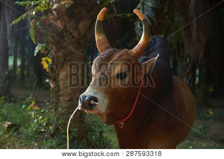 Close-up View Of A Brown Cow With Beautiful Color Horns With A Rope In The Nose And Small Bell Aroun