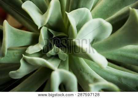 Green Succulent Cactus Background Texture Pattern; Close Up Image Of A Cactus Bush