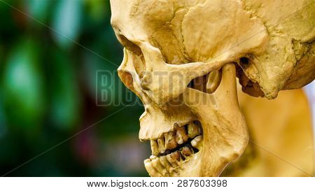 The Human Skull Preserved For Study. This Is A Preserved Skull From The Human Being For Education Pu