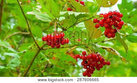 The Red Hawthorn Fruit On The Tree. It Is Also Called Crataegus Thornapple A Grape Like Red Fruit