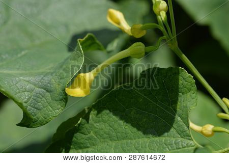 Common Birthwort - Latin Name - Aristolochia Clematitis