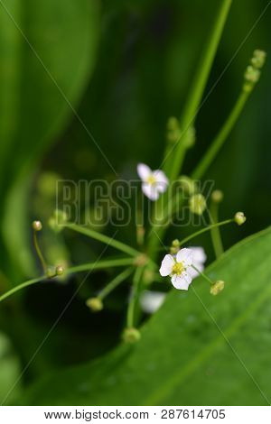 Common Water Plantain - Latin Name - Alisma Plantago-aquatica