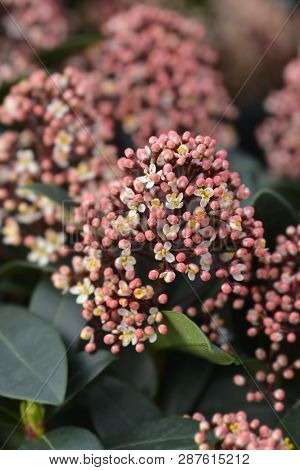 Japanese Skimmia - Latin Name - Skimmia Japonica