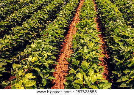 Organic Soya Bean Farming In The Field