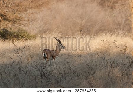 Chinkara Or Indian Gazelle In Ranthambore National Park In Rajasthan, India