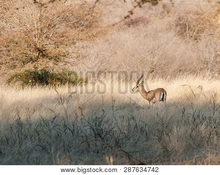 Chinkara Or Indian Gazelle In Ranthambore National Park In Rajasthan, India