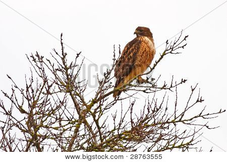 Czerwony Tailed Hawk
