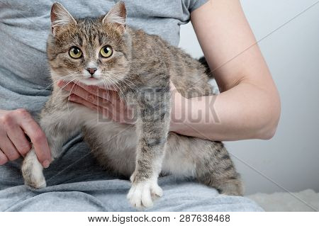 Close Up Of A Pretty Green Eyed Cat Sitting On Womans Hands. The Gray,brown And 
White Mixed Breed S