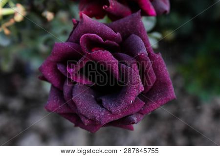 A Fresh Flower In The Ghani Bagh Park Of Hayatabad Peshawar. Peshawar Is Known As The City Of Flower