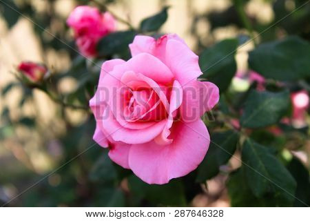 A Fresh Flower In The Ghani Bagh Park Of Hayatabad Peshawar. Peshawar Is Known As The City Of Flower