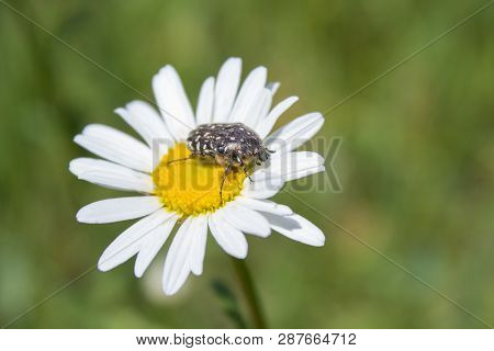 Oxythyrea Funesta On Chamomile, Spring Beetle Flower Chafer On The Flower Eats Pollen