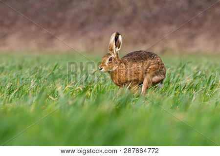 European Brown Hare (lepus Europaeus) In Summer Farmland Setting