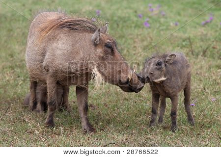 จิ๊กซอว์จูบ