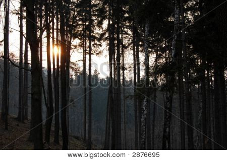 Zonsondergang In het bos