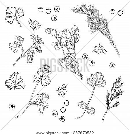 Collection Of Different Herbs And Spices. Hand Drawn Ink Sketch Isolated On White Background. Vector