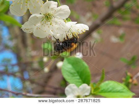 Honey Bee Harvesting Pollen From Cherry Blossom,bee Collecting Nectar From White Cherry Flower.