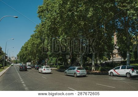 Lined Leafy Trees On Large Busy Avenue Full Of Cars In Madrid