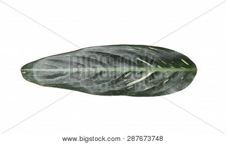 Leaf Of Tropical Stromanthe Plant Isolated On White