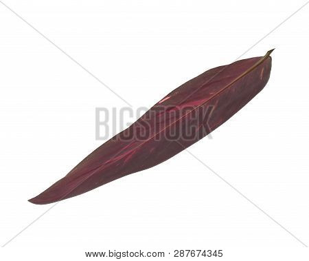 Leaf Of Tropical Stromanthe Plant Isolated On White