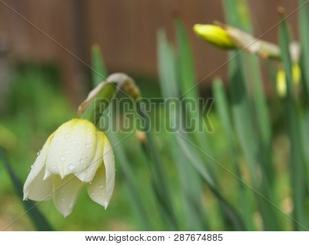 White And Yellow Narcissus Daffodil Flower Outdoors In Spring. Close-up