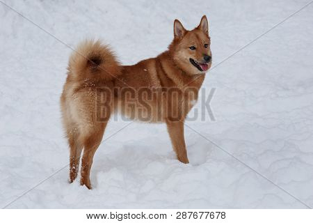 Cute Red Shiba Inu Is Standing On The White Snow. Pet Animals.