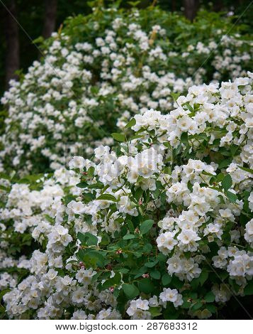 Jasmine Or Jasminum Officinale Vine And White Flowers In Spring. Background