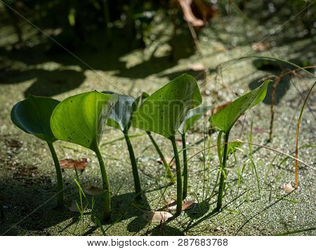 Aquatic Plant Calla Bog Arum, Marsh Calla, Wild Calla,  Claw, And Water-arum On The Shore Of A Lake 