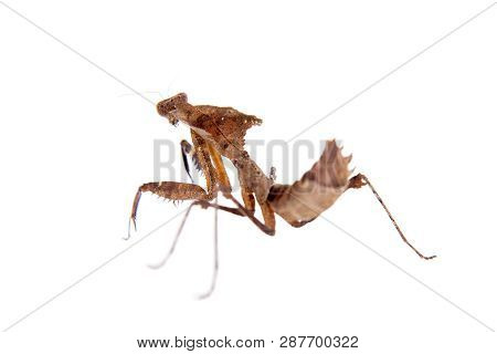 Giant Dead Leaf Mantis, Deroplatys Desiccata On White
