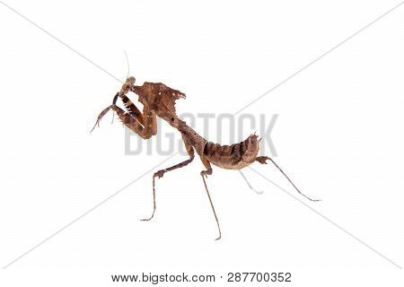 Giant Dead Leaf Mantis, Deroplatys Desiccata On White
