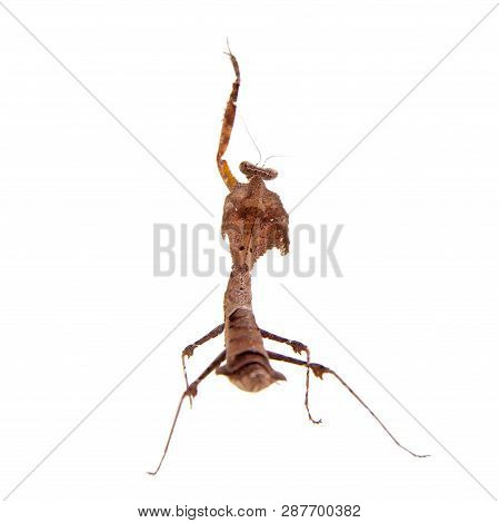 Giant Dead Leaf Mantis, Deroplatys Desiccata On White