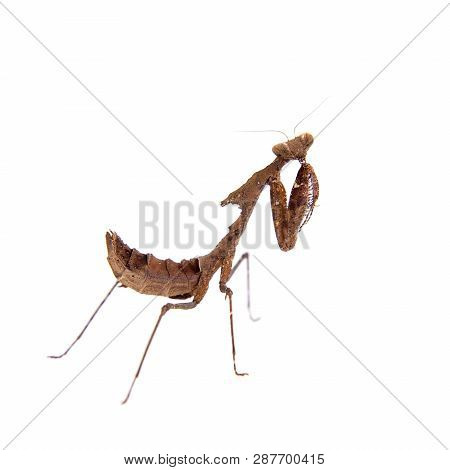 Giant Dead Leaf Mantis, Deroplatys Desiccata On White
