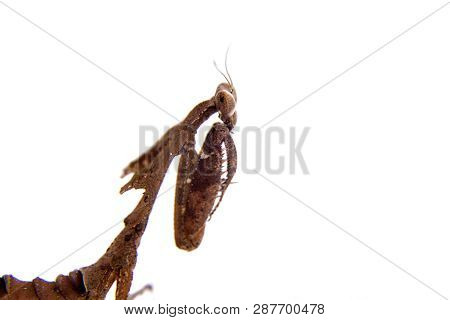 Giant Dead Leaf Mantis, Deroplatys Desiccata On White