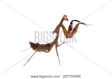 Giant Dead Leaf Mantis, Deroplatys Desiccata On White