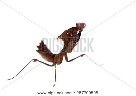 Giant Dead Leaf Mantis, Deroplatys Desiccata On White