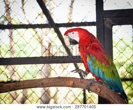 Macore Bird Parrot Red Green And Blue Wing In The Cage Bird Farm